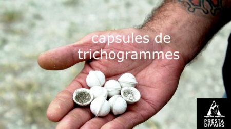 Capsules de trichogrammes pour épandage par drone